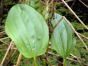 Blatt von E. floridanus