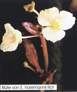 Blüte Echinodorus horemanii