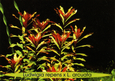 Ludwigia repens x Ludwigia arcuata