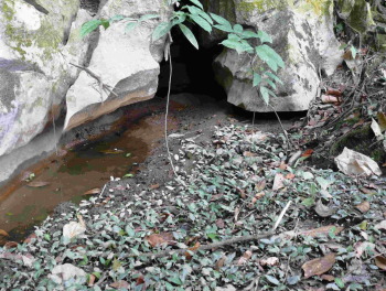 Bachlauf in Sarawak mit Cryptocorynen