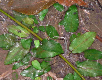 Cryptocorynen in Sarawak
