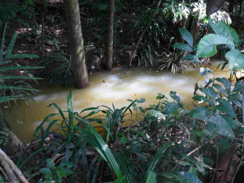 Bachlauf in Sarawak mit Cryptocorynen