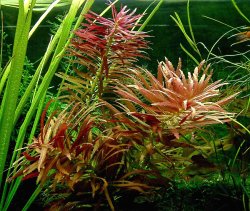 Proserpinnaca palustris