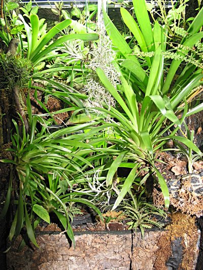 Paludarium Walter Missbichler