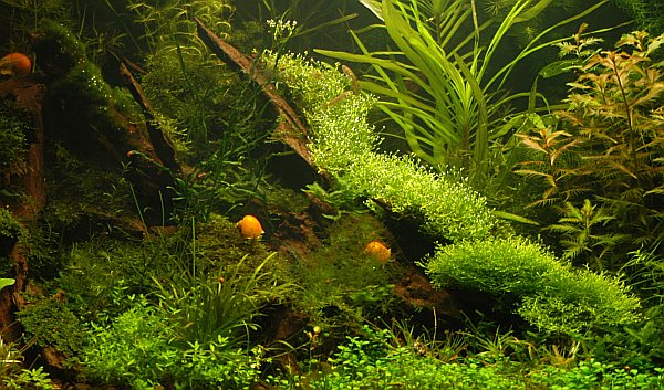 Aquarium Roland Str��ner