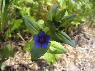 Bacopa caroliniana