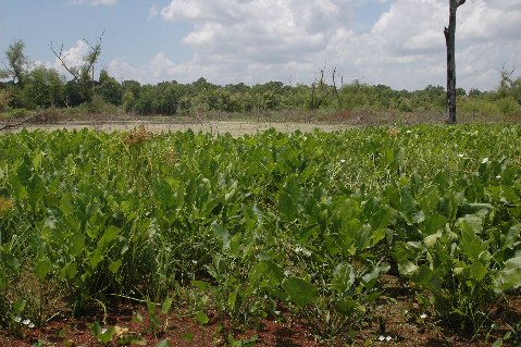 Echinodorus soweit das Auge reicht im Brazos Bend State Park