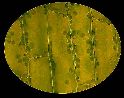 Chloroplasten