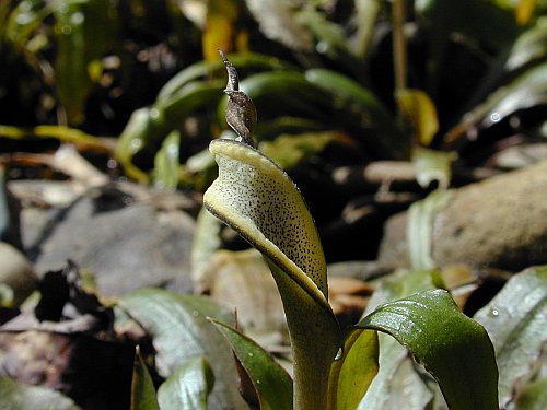 Cryptocoryne albida