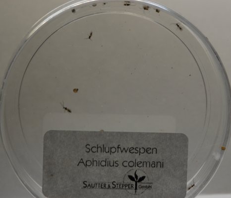 Schlupfwespen
