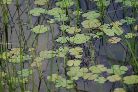 Marsilea an der Route 77