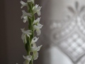 Blütenstand von Spiranthes odorata