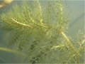 Utricularia