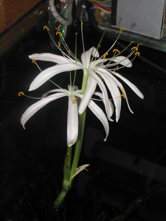 Crinum calamistratum