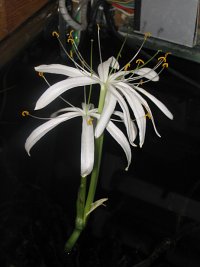 Blüte Crinum calamistratum