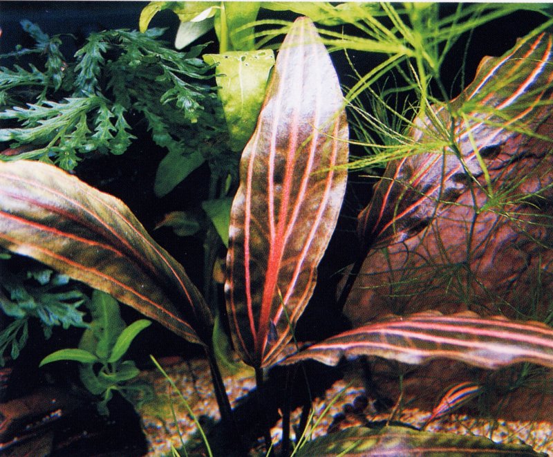 Cryptocoryne cordata Rosanervig