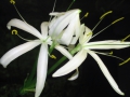 Crinum calamistratum (Joseph Willberger)