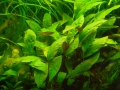 Cryptocoryne cordata (Joseph Willberger)