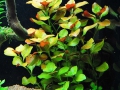 Ludwigia palustris