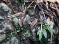 01_Bucephalandra bogneri_klein