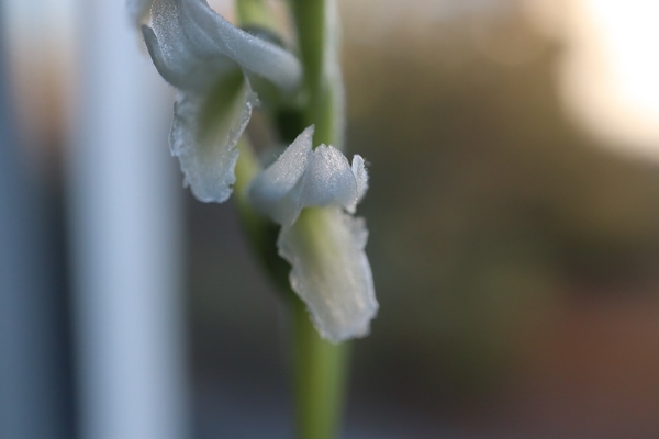 Blüte von Spiranthes odorata