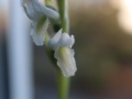 Blüte von Spiranthes odorata