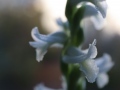 Detail Blütenstand von Spiranthes odorata