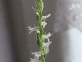 Blütenstand von Spiranthes odorata