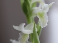 Detail Blütenstand von Spiranthes odorata