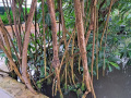 Mangroven_1