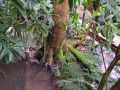 Mangroven_2