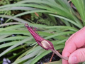 Blüte von Cryptocoryne ciliata