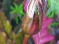 Baclaya longifolia Blüte