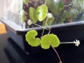 Hydrocotyle leucocephala mit Blüte