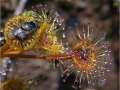 Drosera