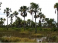 Genlisea Habitat 6