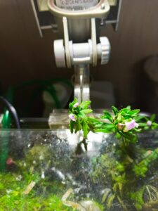 Blühende Aquarienpflanze