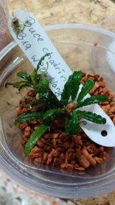 Bucephelandra im Plastikbecher