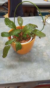 Schwertpflanze im Topf